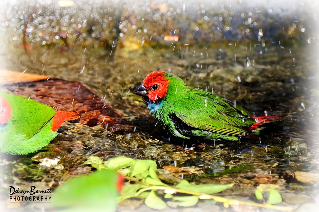 Fiji parrot finch by dkbarnett