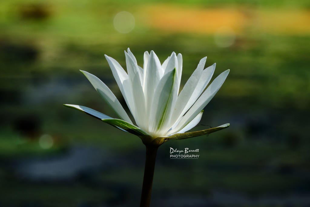 White lily by dkbarnett