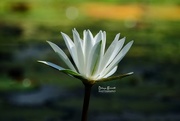 5th Aug 2017 - White lily