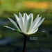 White lily by dkbarnett