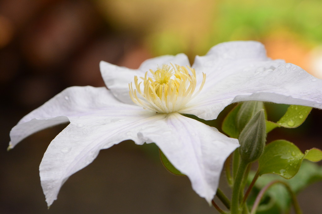 White Clematis.... by ziggy77