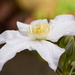 White Clematis.... by ziggy77