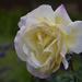 Raindrops On Roses..._DSC1253 by merrelyn