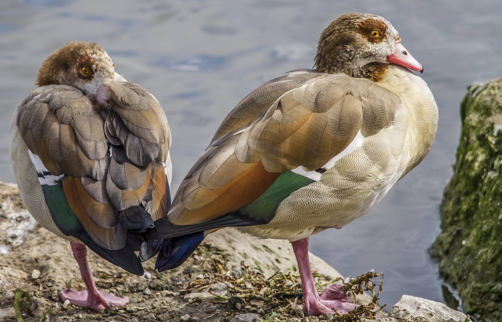 Egyptian Geese by tonygig