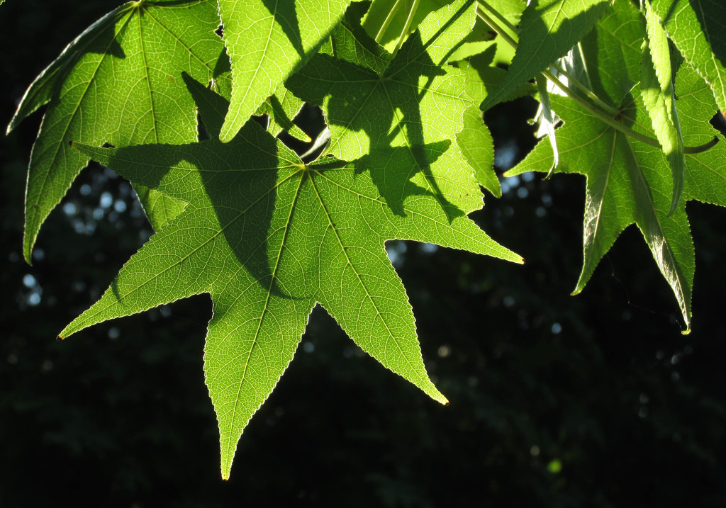 Leaves in the evening light by mittens