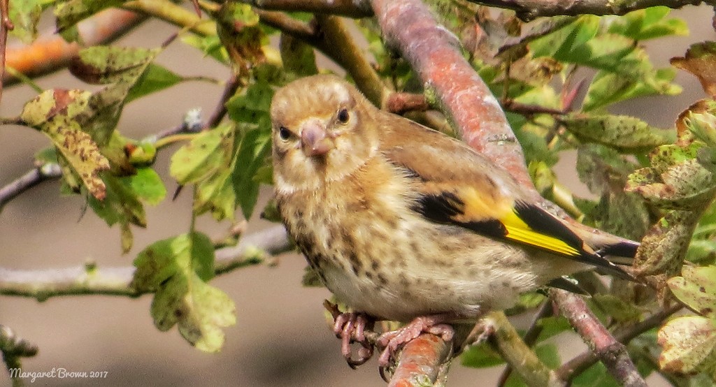 Female fledgling by craftymeg