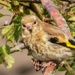 Female fledgling by craftymeg