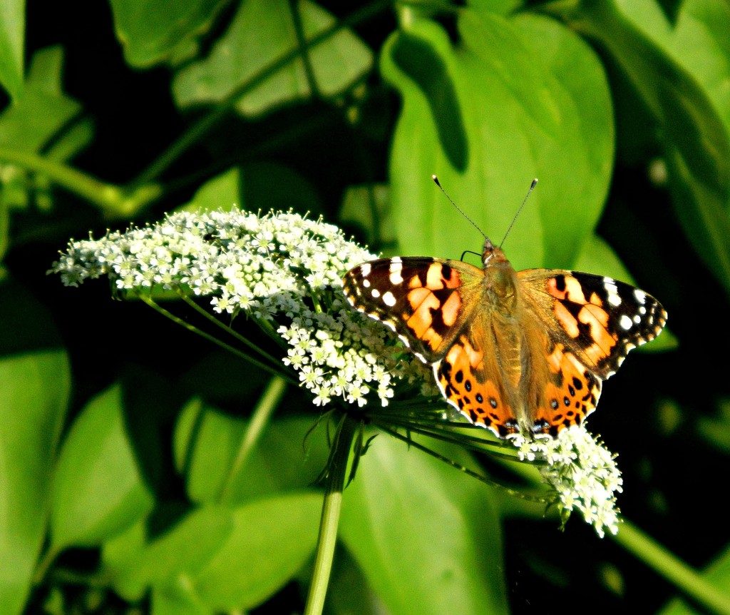 Butterfly Capture  by jo38