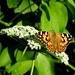 Butterfly Capture  by jo38