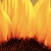Sunflower Fire by phil_sandford