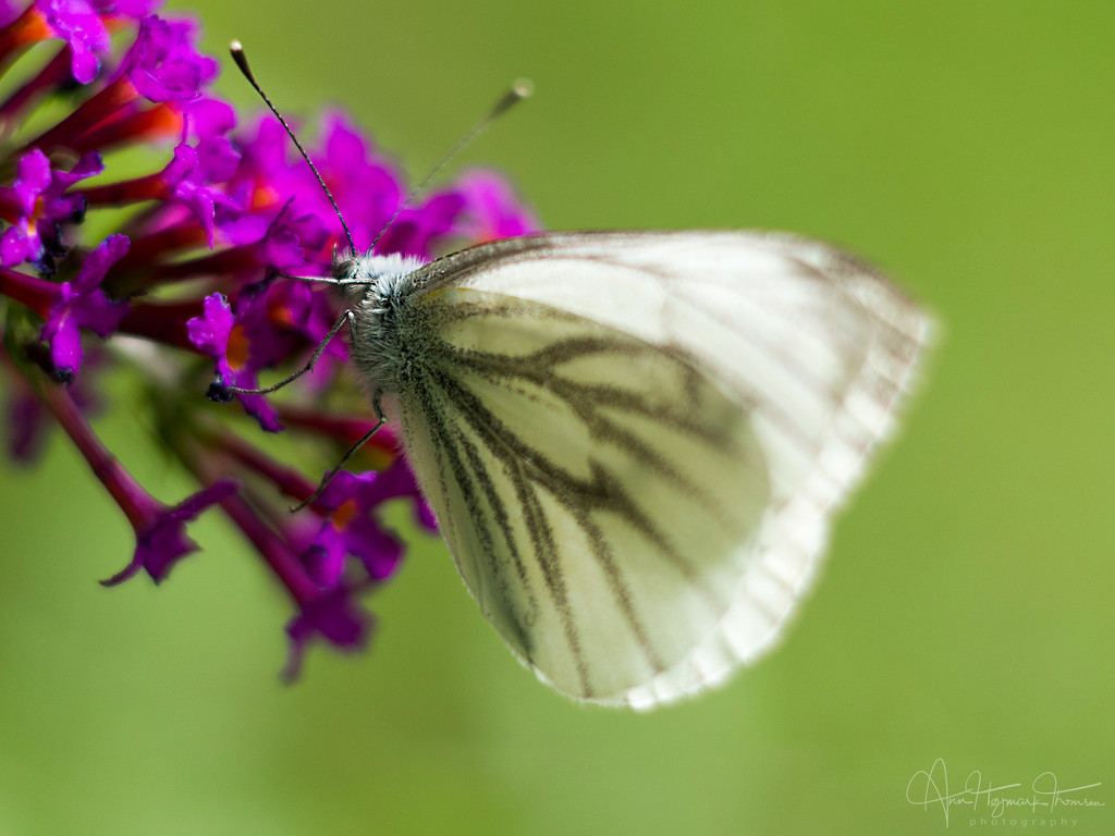 Capturing a butterfly… by atchoo