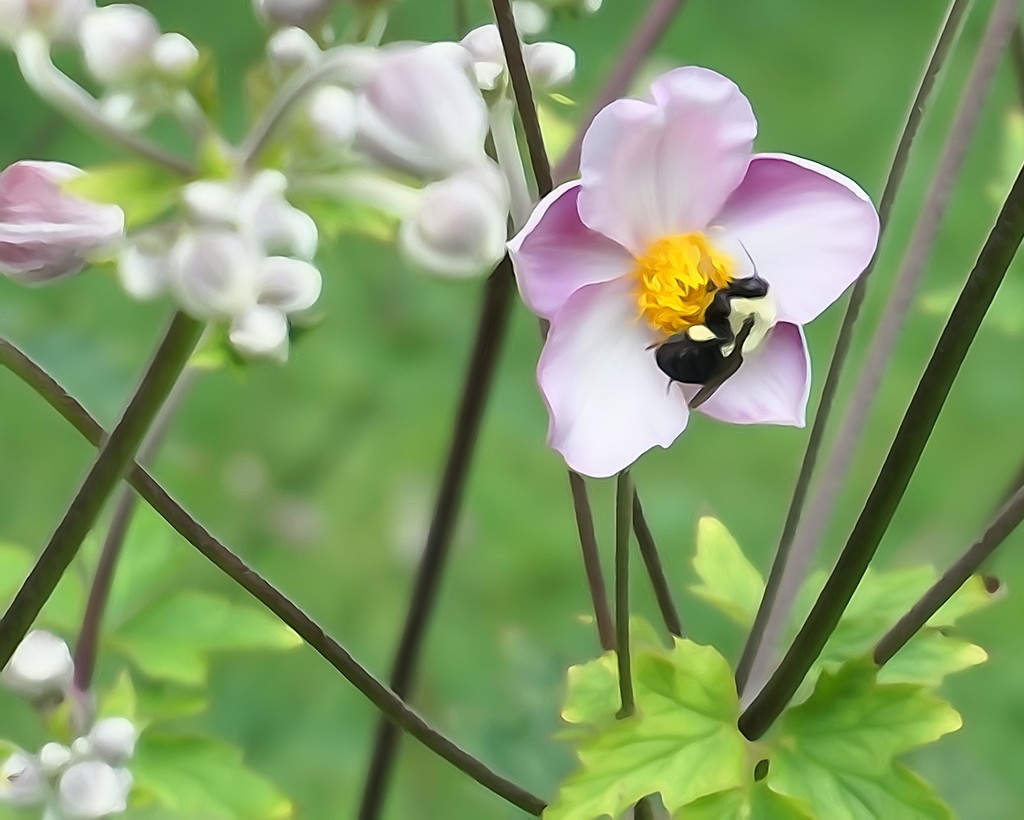 Bee on Japanese Anemone by tunia