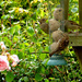 Sparrows tucking in at the bird table... by snowy