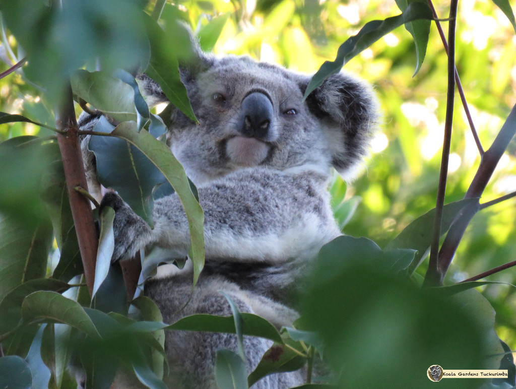 secrets by koalagardens