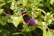 5th Aug 2017 - Red Admiral 