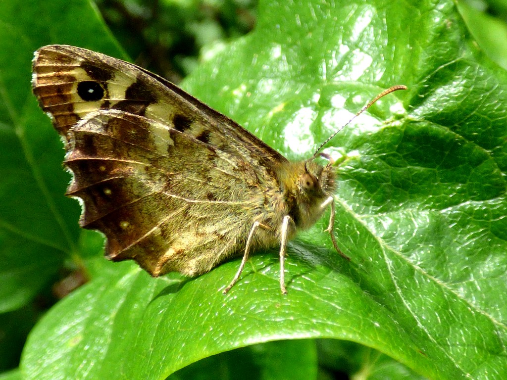 Speckled Wood -  Pararge aegeria  by julienne1