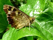 6th Aug 2017 - Speckled Wood -  Pararge aegeria 