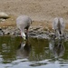 CAPE BARREN GOOSE AND GOSLING by markp