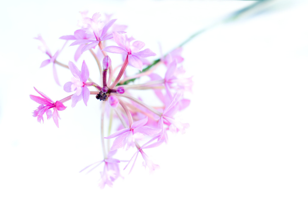 NF-6 Epidendrum by annied