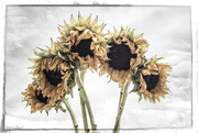 1st Oct 2016 - More Sunflowers