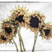 More Sunflowers by lstasel