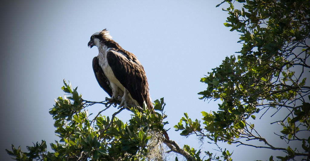 Osprey, Keeping an Eye Out! by rickster549