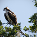 Osprey, Keeping an Eye Out! by rickster549