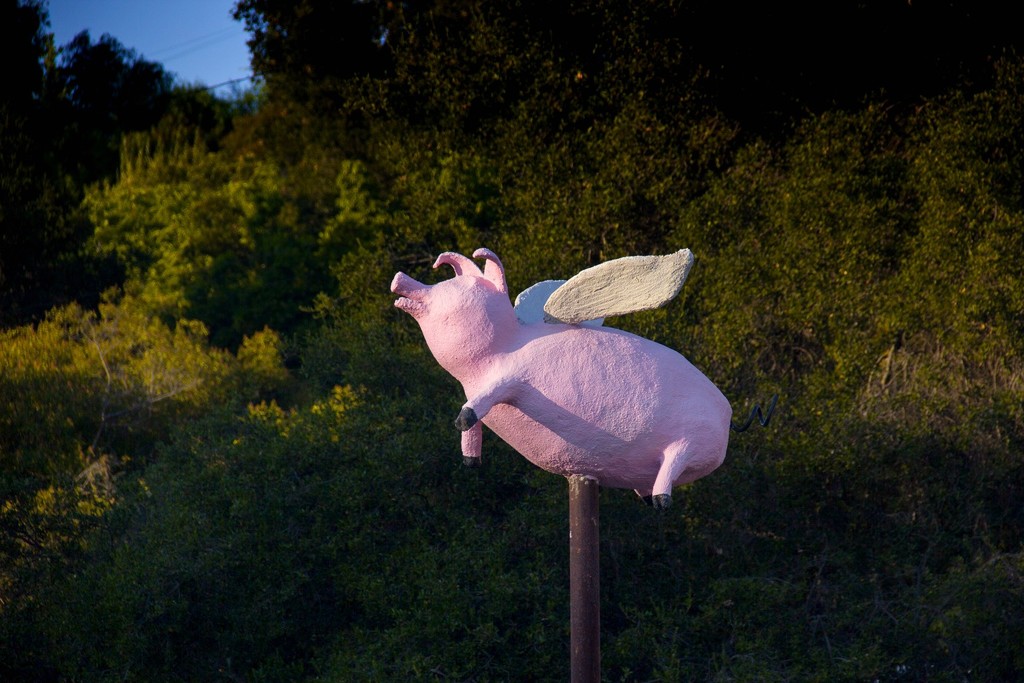 When Pigs Fly by jaybutterfield