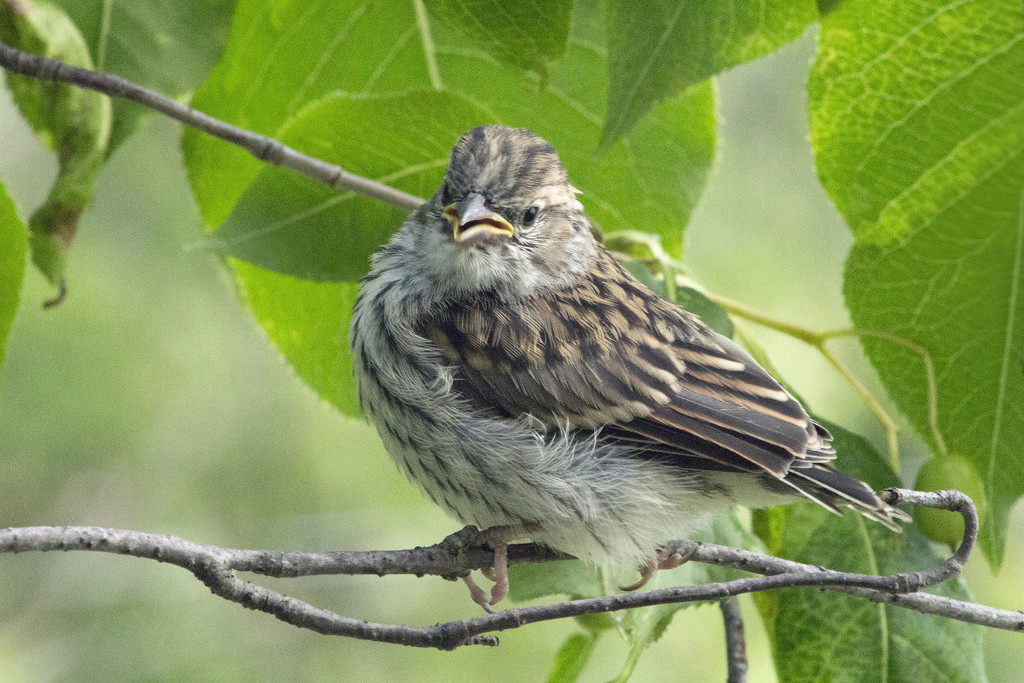 Baby Sparrow by gaylewood
