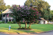 18th Jun 2017 - 3 crepe myrtles and 3 colors