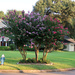 3 crepe myrtles and 3 colors by ingrid01