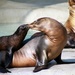 Sea Lion and her baby by randy23