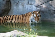 7th Aug 2017 - Tiger In The Water