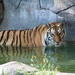 Tiger In The Water by randy23