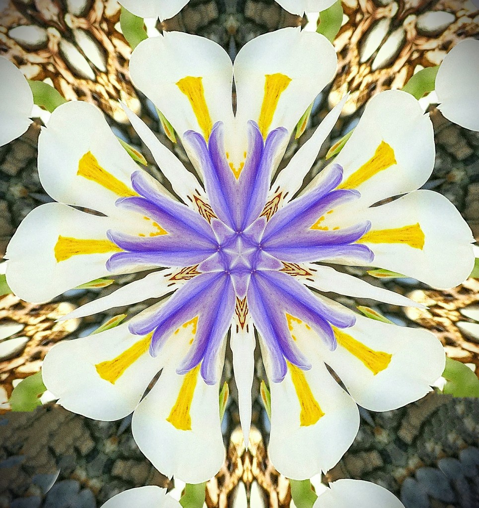 Indigenous Iris for Etsooi. by ludwigsdiana