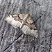 Moths of Norway 5. Red carpet  by steveandkerry
