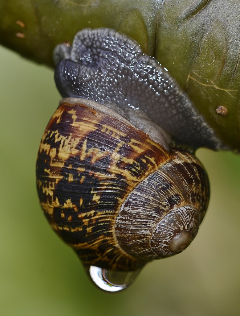 Even The Snails Had Had Enough _DSC5473 by merrelyn