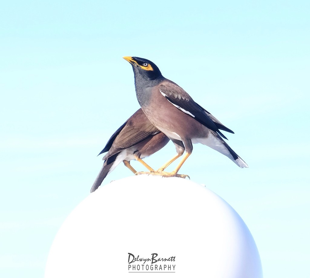 Mynah birds by dkbarnett