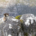 Dassies on Table Mountain by leonbuys83