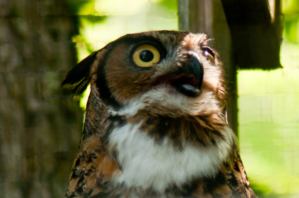 Great Horned Owl by dianen