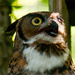 Great Horned Owl by dianen