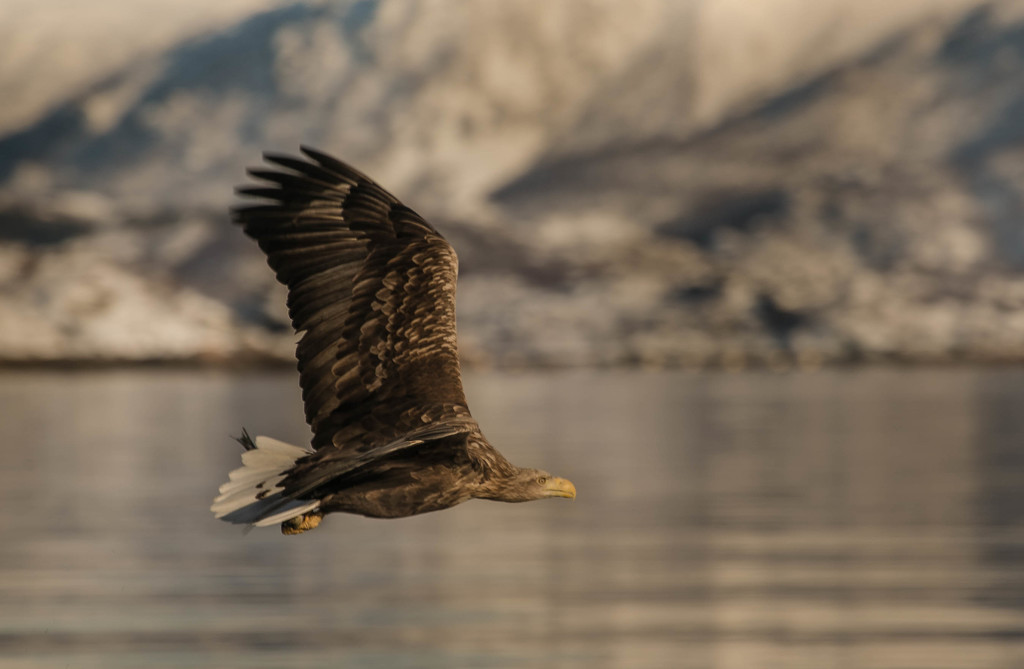 Sea Eagle in the Lofoten Islands by laroque