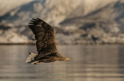 19th Feb 2017 - Sea Eagle in the Lofoten Islands