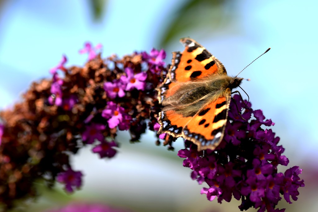 butterfly and buddleia by christophercox