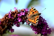 8th Aug 2017 - butterfly and buddleia