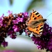 butterfly and buddleia by christophercox