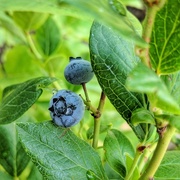 5th Aug 2017 - Blueberries