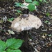 More fungi by mattjcuk