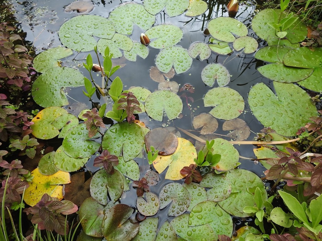 Water lilies, mint and bogbean by roachling