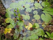 8th Aug 2017 - Water lilies, mint and bogbean